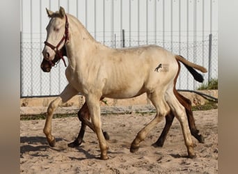 PRE, Stallone, 2 Anni, 162 cm, Perlino