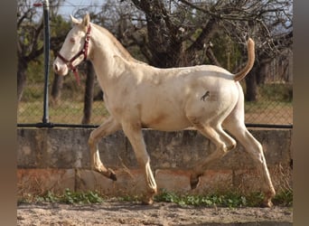 PRE, Stallone, 2 Anni, 162 cm, Perlino
