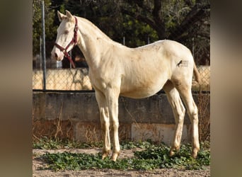 PRE, Stallone, 2 Anni, 162 cm, Perlino