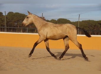 PRE Mix, Stallone, 2 Anni, 163 cm, Falbo