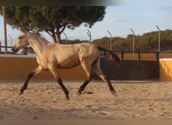 PRE Mix, Stallone, 2 Anni, 163 cm, Falbo