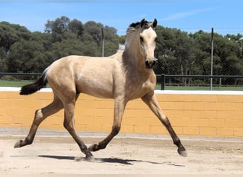 PRE Mix, Stallone, 2 Anni, 163 cm, Falbo