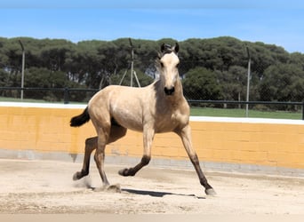 PRE Mix, Stallone, 2 Anni, 163 cm, Falbo