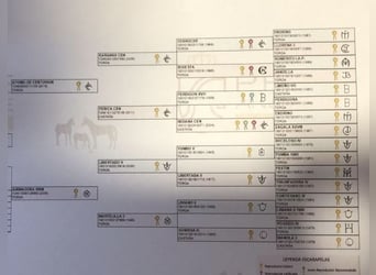 PRE Mix, Stallone, 2 Anni, 163 cm, Grigio