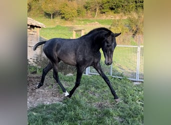 PRE Mix, Stallone, 2 Anni, 163 cm, Grigio