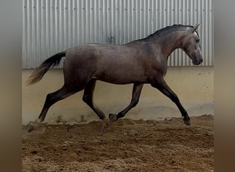 PRE, Stallone, 2 Anni, 163 cm, Grigio