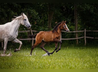 PRE, Stallone, 2 Anni, 163 cm, Grigio