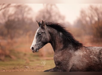 PRE, Stallone, 2 Anni, 163 cm, Grigio