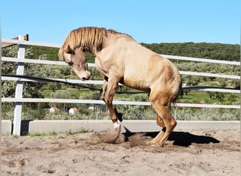 PRE, Stallone, 2 Anni, 163 cm, Pearl
