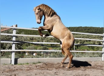 PRE, Stallone, 2 Anni, 163 cm, Pearl