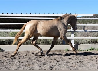 PRE, Stallone, 2 Anni, 163 cm, Pearl