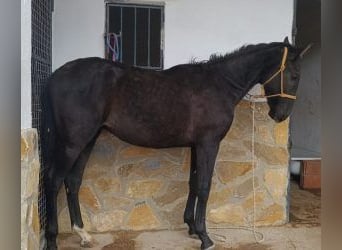 PRE Mix, Stallone, 2 Anni, 164 cm, Morello