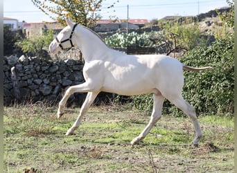 PRE Mix, Stallone, 2 Anni, 164 cm, Perlino