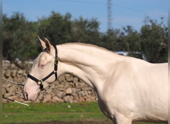 PRE Mix, Stallone, 2 Anni, 164 cm, Perlino
