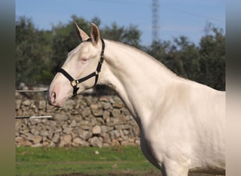 PRE Mix, Stallone, 2 Anni, 164 cm, Perlino