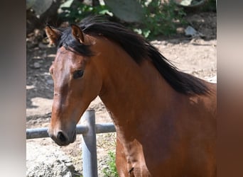 PRE Mix, Stallone, 2 Anni, 165 cm, Baio