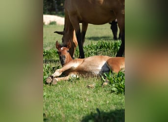 PRE, Stallone, 2 Anni, 165 cm