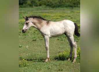PRE, Stallone, 2 Anni, 165 cm