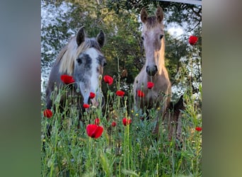 PRE Mix, Stallone, 2 Anni, 165 cm, Grigio