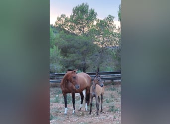 PRE Mix, Stallone, 2 Anni, 165 cm, Grigio