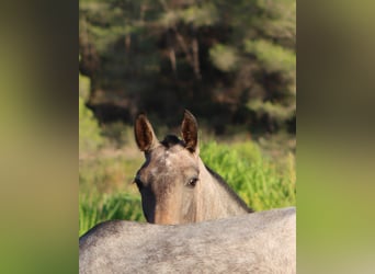 PRE Mix, Stallone, 2 Anni, 165 cm, Grigio