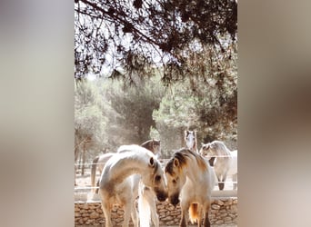 PRE Mix, Stallone, 2 Anni, 165 cm, Grigio