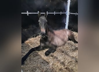 PRE, Stallone, 2 Anni, 165 cm, Grigio