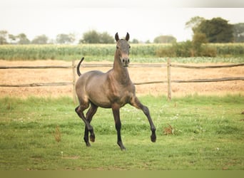 PRE, Stallone, 2 Anni, 165 cm, Grigio