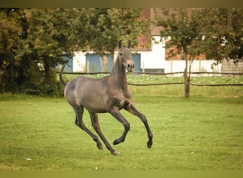 PRE, Stallone, 2 Anni, 165 cm, Grigio