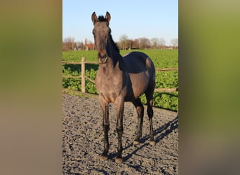 PRE, Stallone, 2 Anni, 165 cm, Grigio