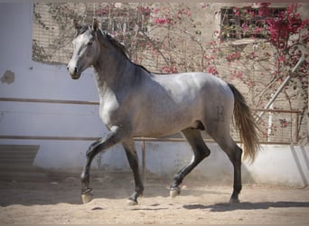 PRE Mix, Stallone, 2 Anni, 165 cm, Grigio