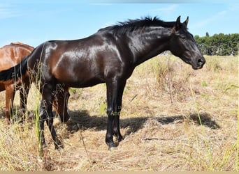 PRE, Stallone, 2 Anni, 165 cm, Morello