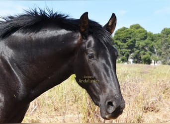 PRE, Stallone, 2 Anni, 165 cm, Morello