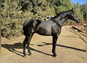PRE, Stallone, 2 Anni, 165 cm, Morello