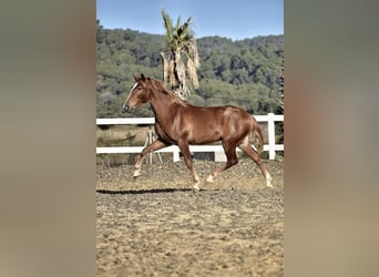 PRE Mix, Stallone, 2 Anni, 165 cm, Sauro