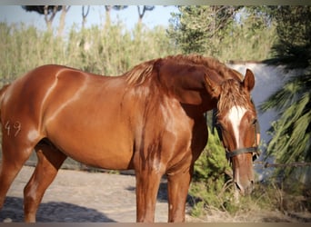 PRE Mix, Stallone, 2 Anni, 165 cm, Sauro