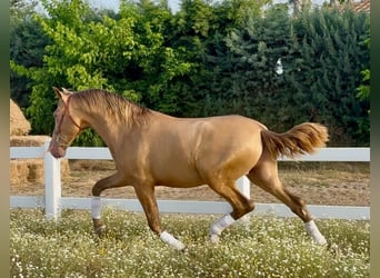 PRE, Stallone, 2 Anni, 166 cm, Champagne