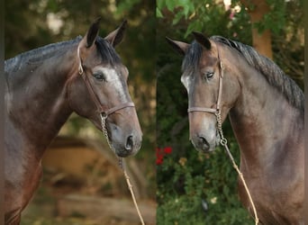 PRE Mix, Stallone, 2 Anni, 166 cm, Grigio