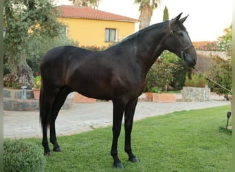 PRE Mix, Stallone, 2 Anni, 166 cm, Grigio