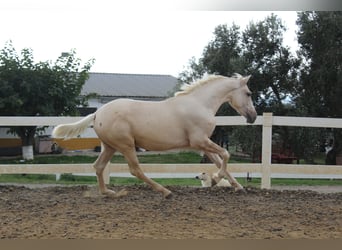 PRE Mix, Stallone, 2 Anni, 166 cm, Palomino