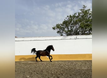 PRE Mix, Stallone, 2 Anni, 167 cm, Baio scuro