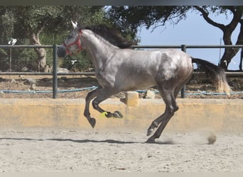 PRE, Stallone, 2 Anni, 167 cm, Grigio