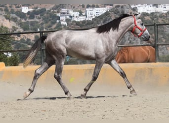 PRE, Stallone, 2 Anni, 167 cm, Grigio