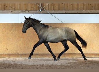 PRE Mix, Stallone, 2 Anni, 167 cm, Grigio