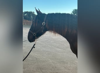 PRE Mix, Stallone, 2 Anni, 167 cm, Morello