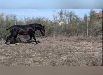 PRE, Stallone, 2 Anni, 168 cm, Baio scuro
