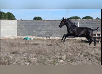 PRE, Stallone, 2 Anni, 168 cm, Baio scuro