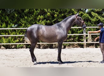 PRE Mix, Stallone, 2 Anni, 168 cm, Grigio