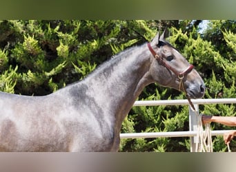 PRE Mix, Stallone, 2 Anni, 168 cm, Grigio