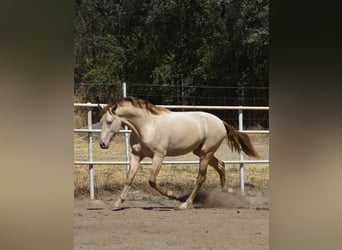 PRE, Stallone, 2 Anni, 168 cm, Perlino